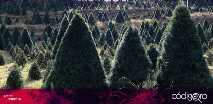 Arboles de Navidad Ciudad de Mexico El Gobierno de la Ciudad de México estima que se venderán 144 mil árboles naturales de Navidad. Foto: Especial