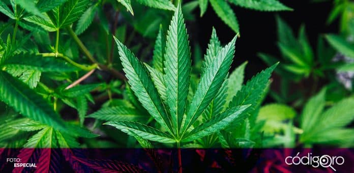 Camara de Diputados regulacion marihuana Durante la siguiente semana, la Cámara de Diputados podría votar sobre la regulación de la marihuana en México. Foto: Especial
