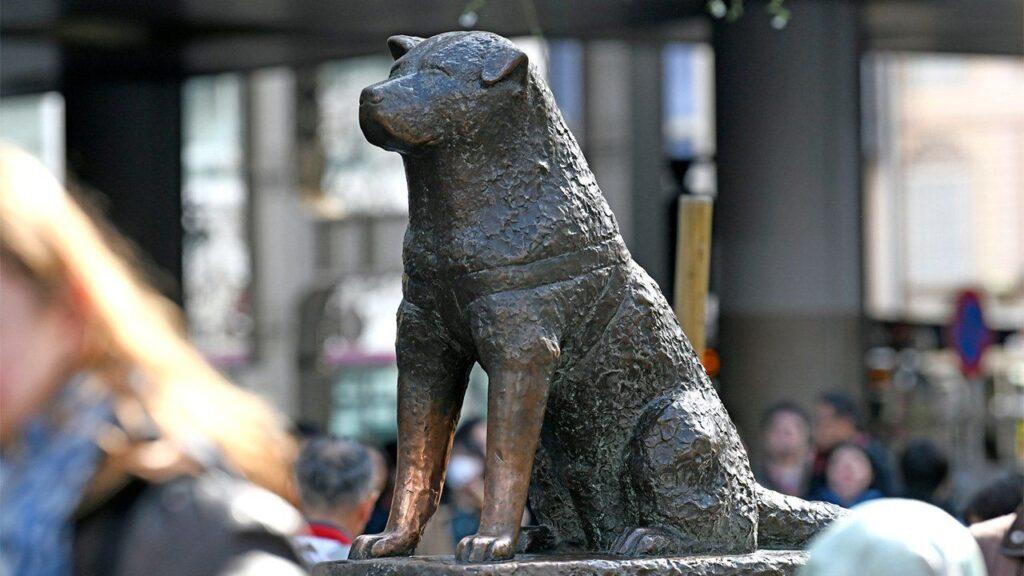 Hachiko Hachiko