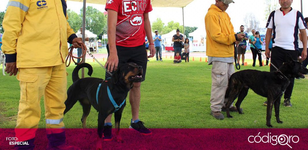 Celebrarán Primer Gran Festival Canino en la ciudad de Querétaro