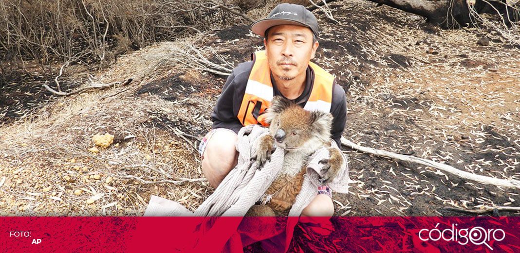 Controlan incendios forestales en Australia