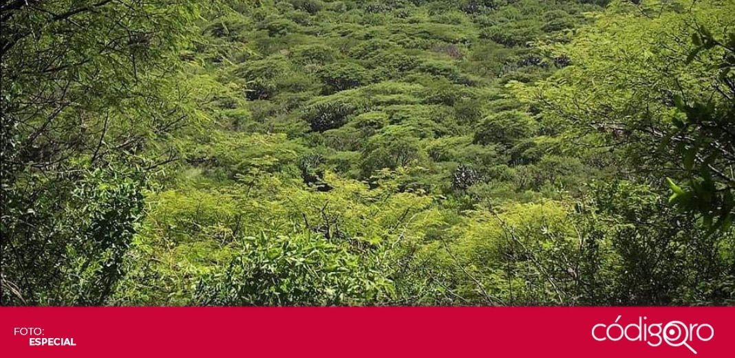 Peña Colorada sí será Área Natural Protegida: Semarnat