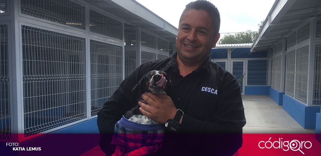 Peleas de perros, una práctica de delincuencia organizada: especialista