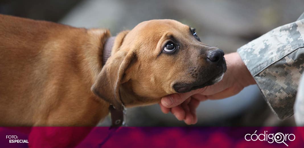 Cada mes, Unidad de Control Animal de Corregidora recibe 55 mascotas