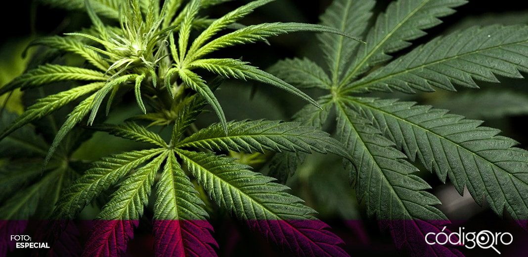 Comisiones del Senado aprueban uso lúdico, medicinal y comercial de la marihuana