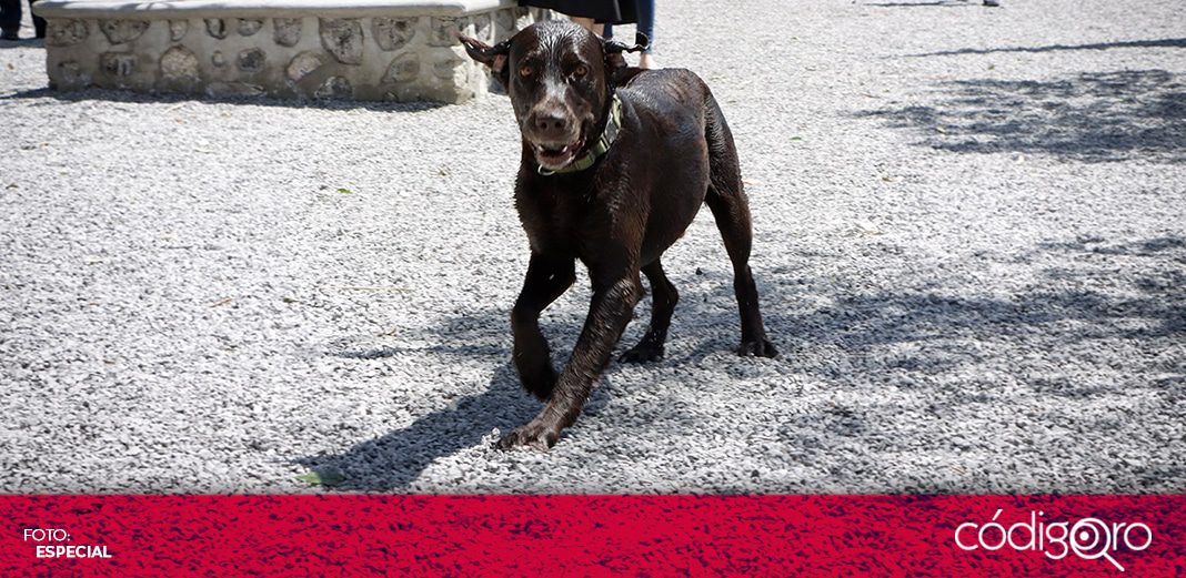 Crean en Corregidora comité de recaudación de fondos para protección animal