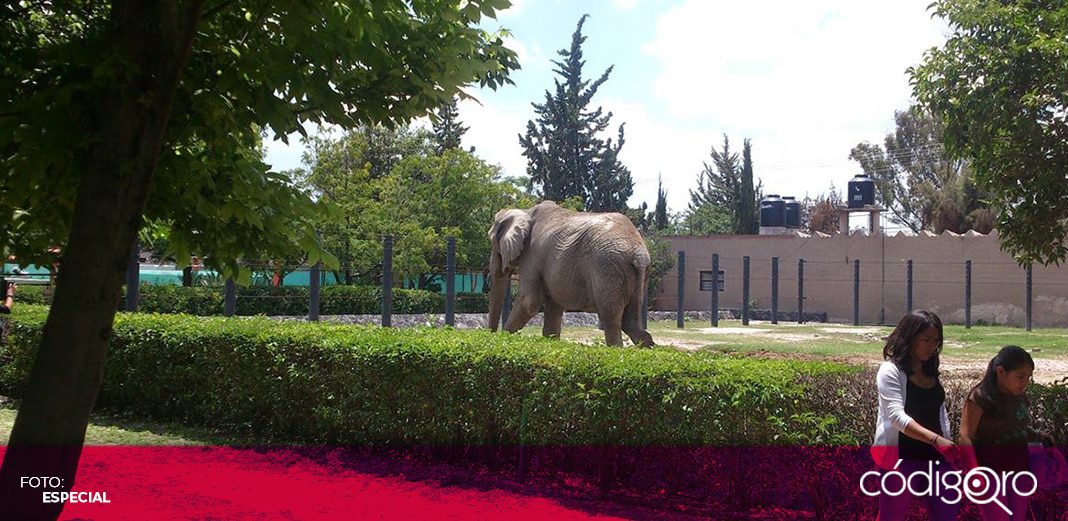 El Zoológico Wameru cierra por Covid-19, durante dos semanas