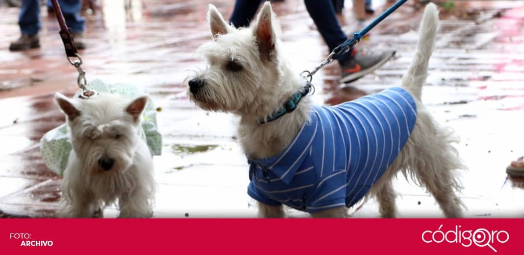 Piden no dejarse llevar por desinformación y evitar abandono de mascotas