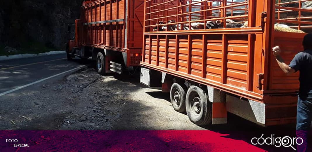 Identifican bovinos que eran transportados sin documentos oficiales