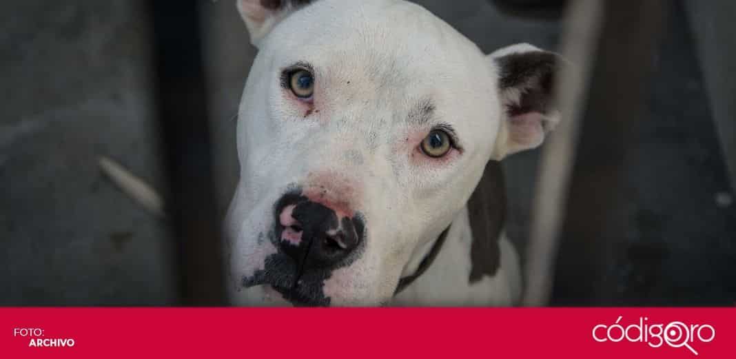 Ofrecerán adopción virtual de mascotas