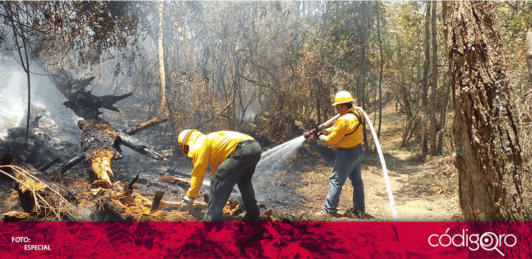 Hay 51 incendios forestales activos en 13 estados
