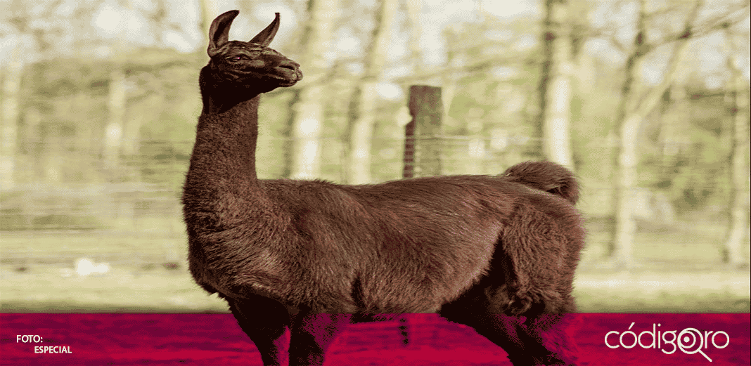 Investigadores descubren en una llama anticuerpos que podrían neutralizar el COVID-19