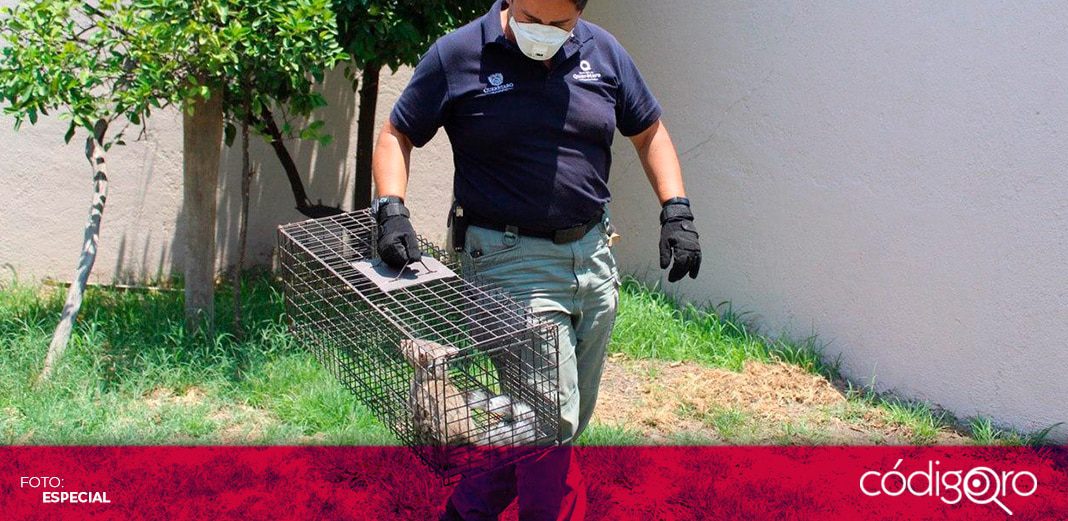 120 reportes de maltrato animal o para su rescate atienden al mes en la capital