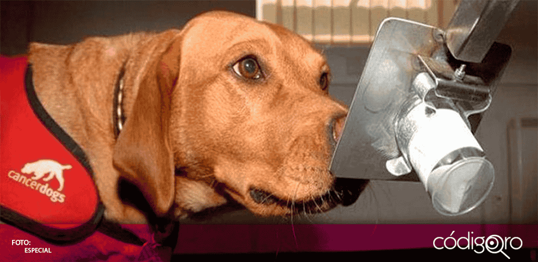 Reino Unido estudia la posibilidad de que los perros detecten COVID-19