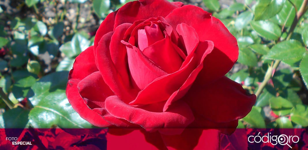 Precio de la rosa cae cerca del 50% por pandemia