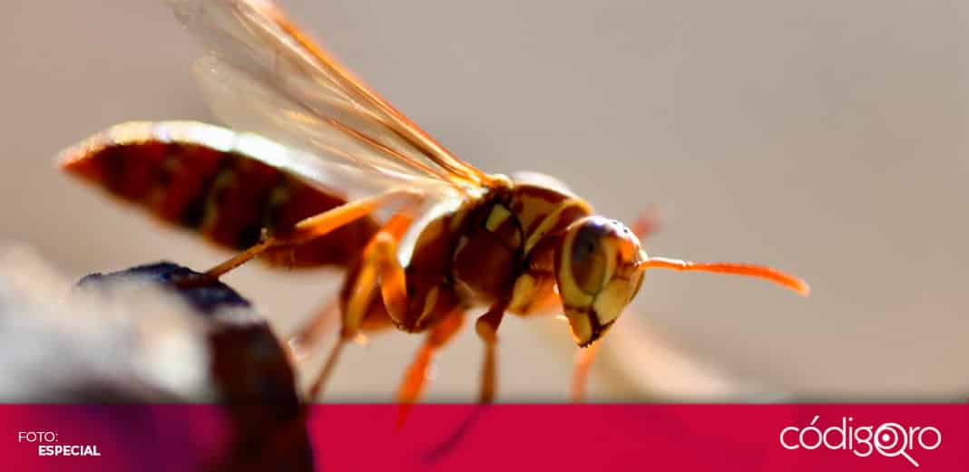 México activa vigilancia epidemiológica por avispón gigante