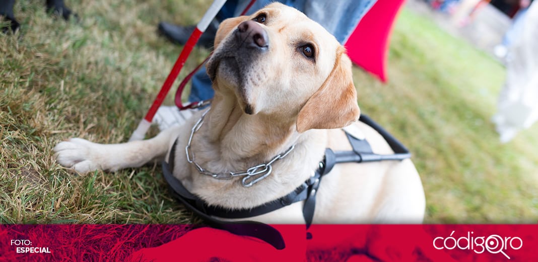 El Día del Perro debe generar conciencia sobre el respeto que merecen