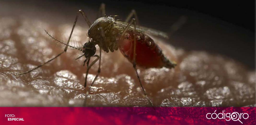 Contabilizan 56 casos de dengue en Querétaro