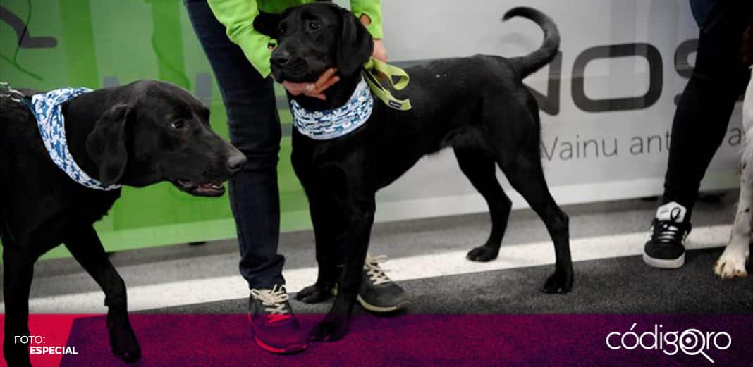 En proyecto piloto, aeropuerto de Helsinki utiliza perros para detectar coronavirus