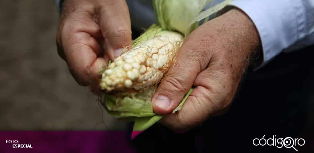 Campesinos exigen al Gobierno de México regreso de recursos y programas