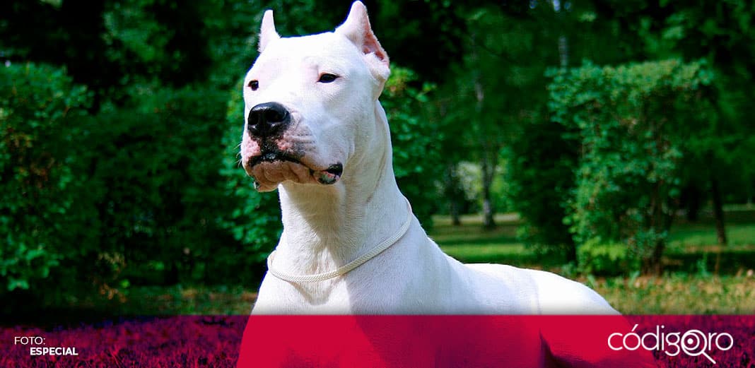 En Tamaulipas ya está prohibido cortar cola y orejas a animales