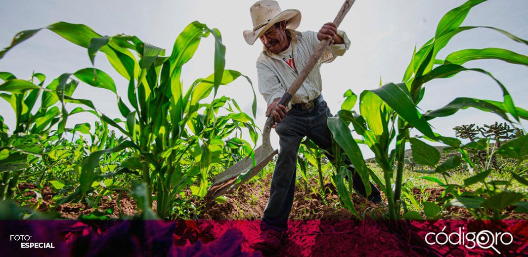 Producción para el Bienestar ha beneficiado a 16 mil campesinos en Querétaro; buscan apoyar a 20 mil