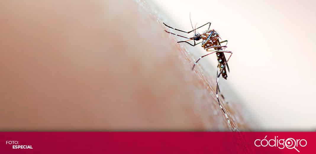 Aumentan más del doble los casos de dengue en Querétaro