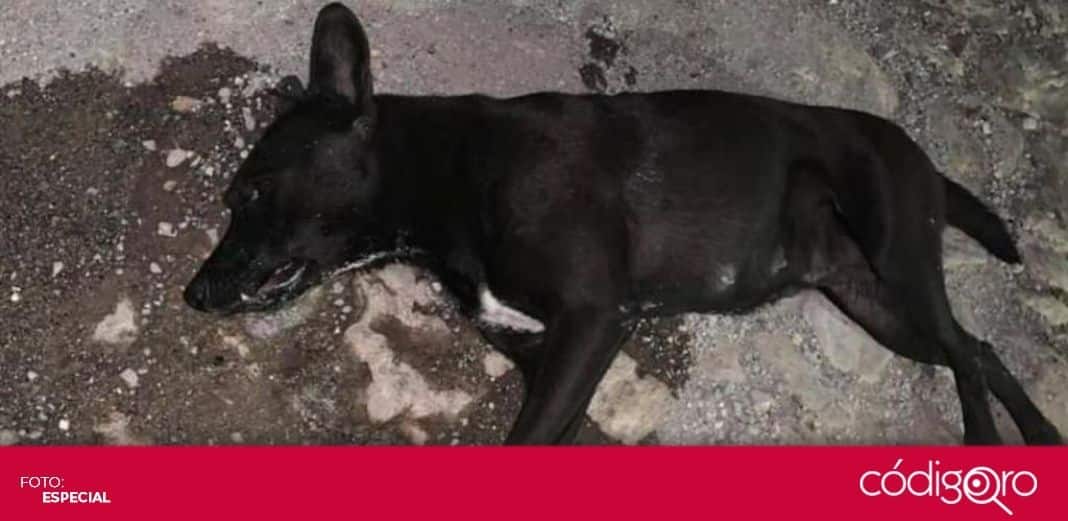Denuncian envenenamiento de perros callejeros en el municipio de Colón