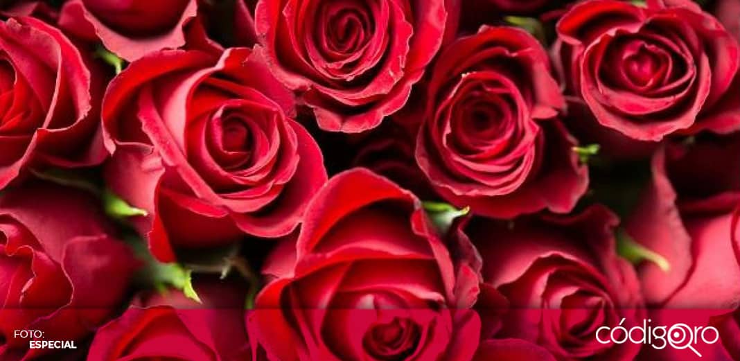 Anticipan reducción de venta de rosas en Día de Muertos