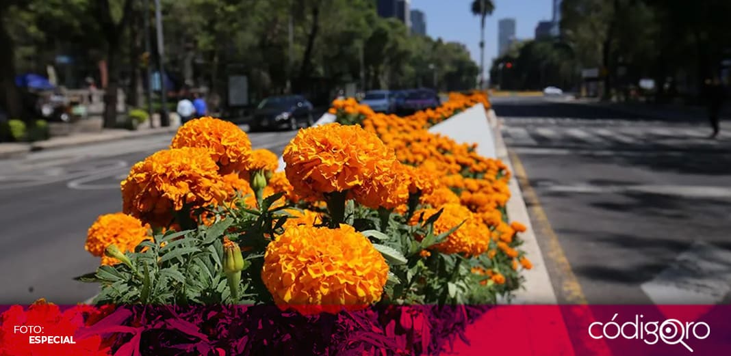 En medio de la pandemia, la avenida más bella de la CDMX se pinta de naranja para el Día de Muertos