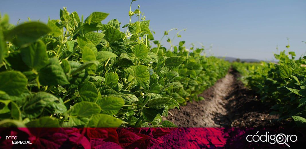 Impulsan la producción de frijol en El Marqués