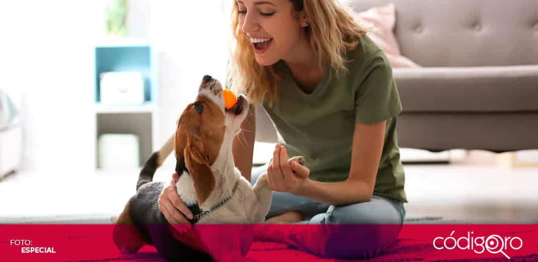 Seguros para mascota, qué son y para qué sirven