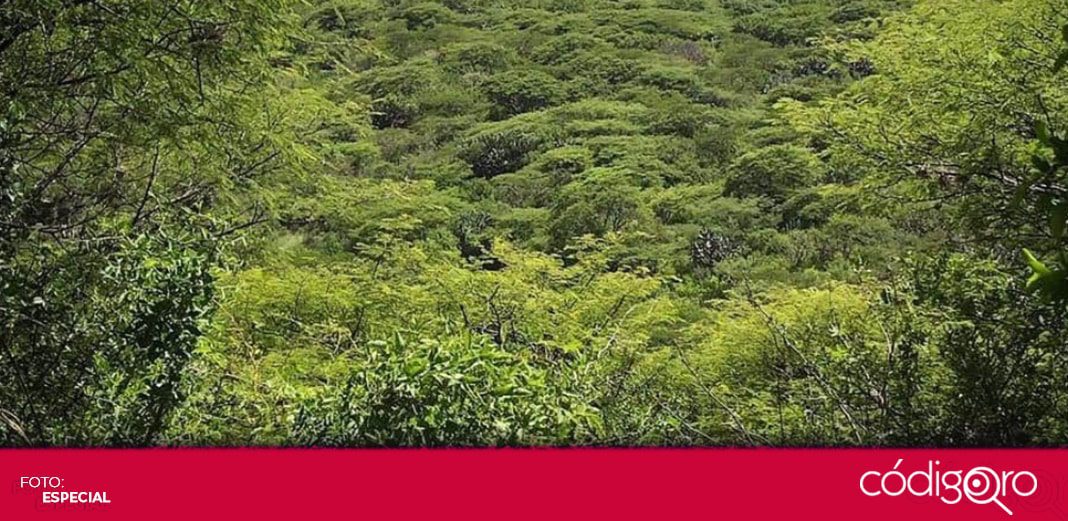Preocupa que no se decrete Peña Colorada como Área Natural Protegida: ambientalista