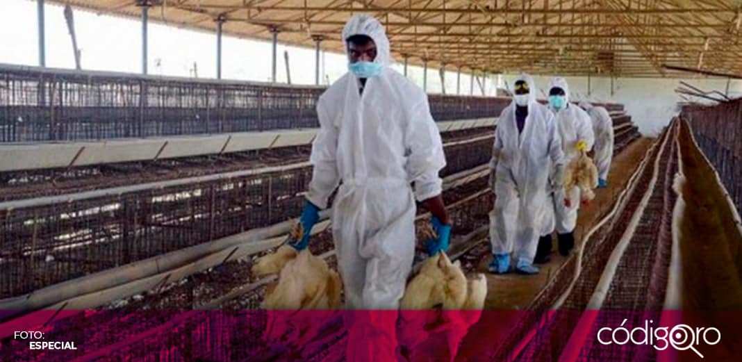 Alemania detecta gripe aviar H5N8 y podría sacrificar hasta 70,000 pollos