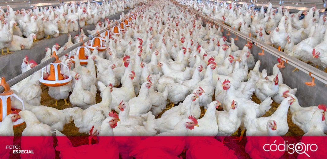 Sacrificarán 48 mil pollos en los Países Bajos por un nuevo brote de gripe aviar