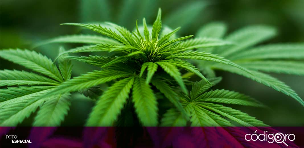 Senado de la República aprueba ley para despenalizar la marihuana en México