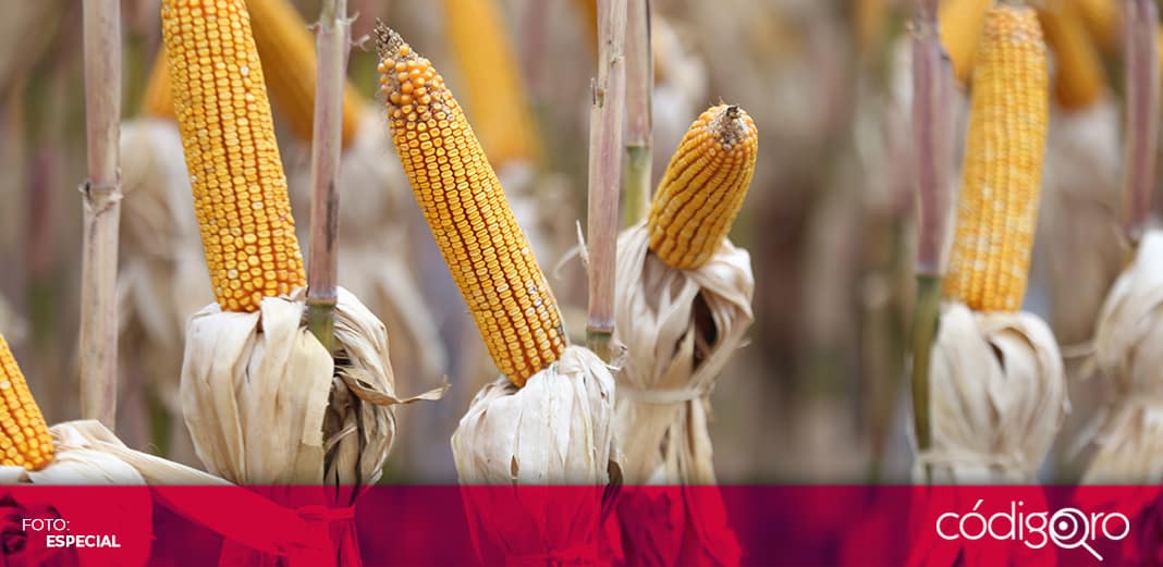 Destacan alto rendimiento en maíz como oportunidad de desarrollo