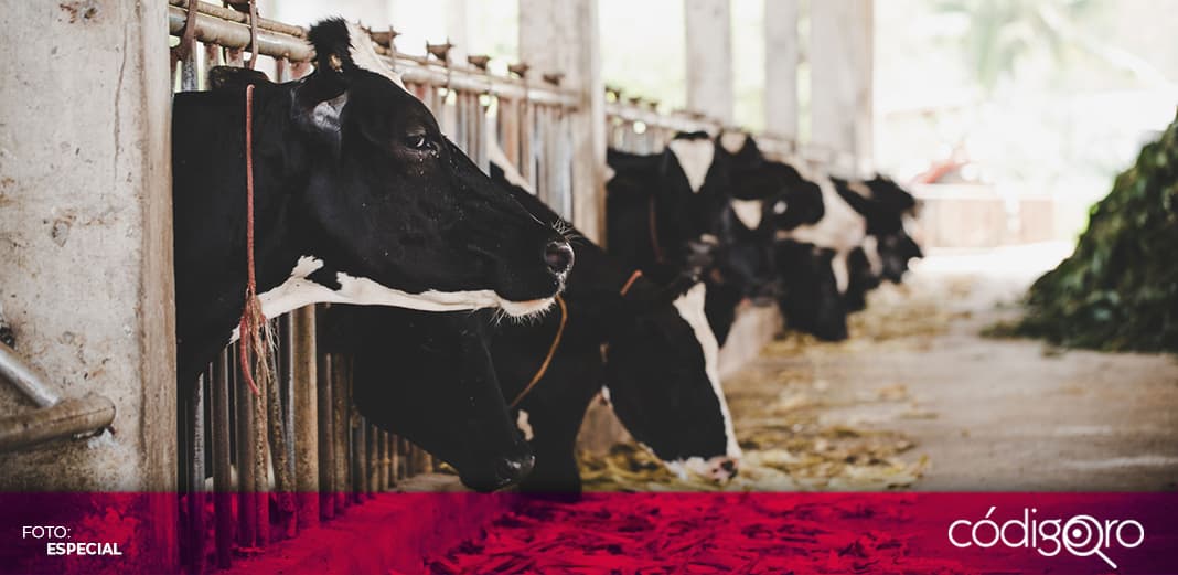 Unión Ganadera Regional de Querétaro lamenta que Liconsa cancele compra de leche