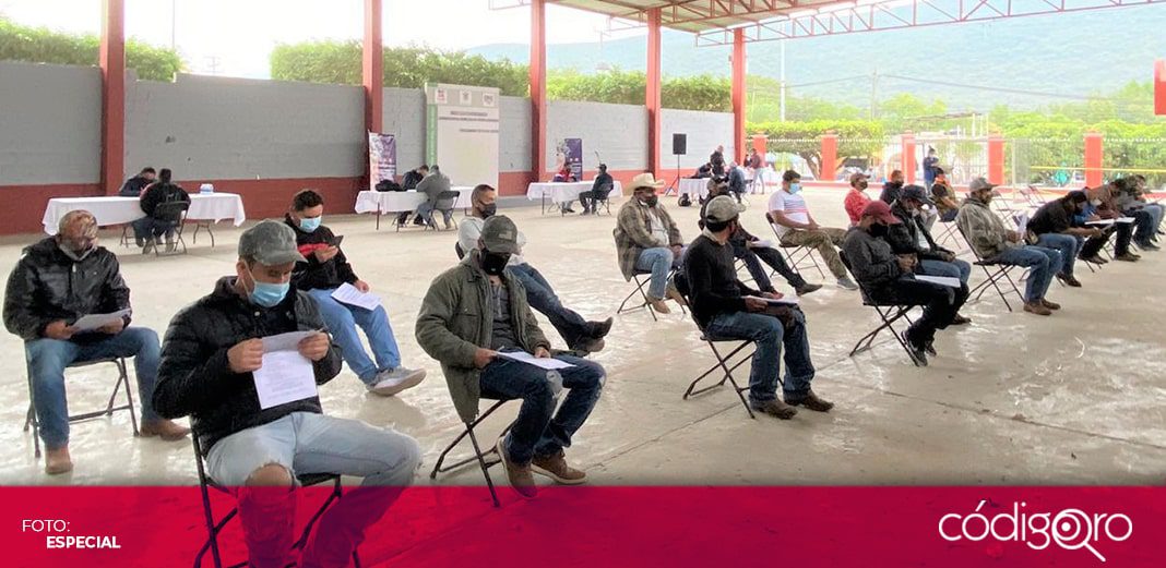 En proceso de selección 160 jornaleros agrícolas para trabajar en Canadá