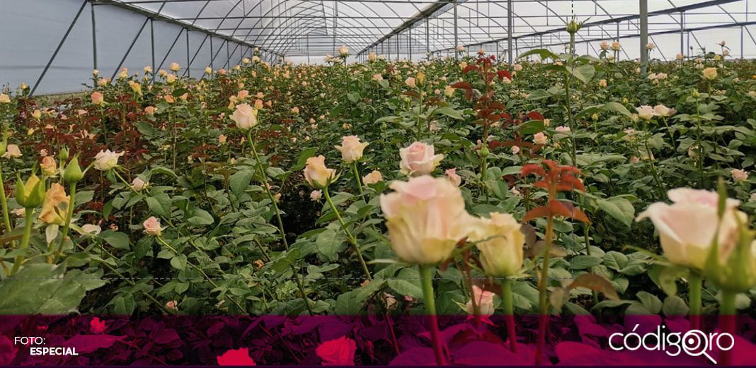 Floricultores reportan buenas ventas en festejos guadalupanos