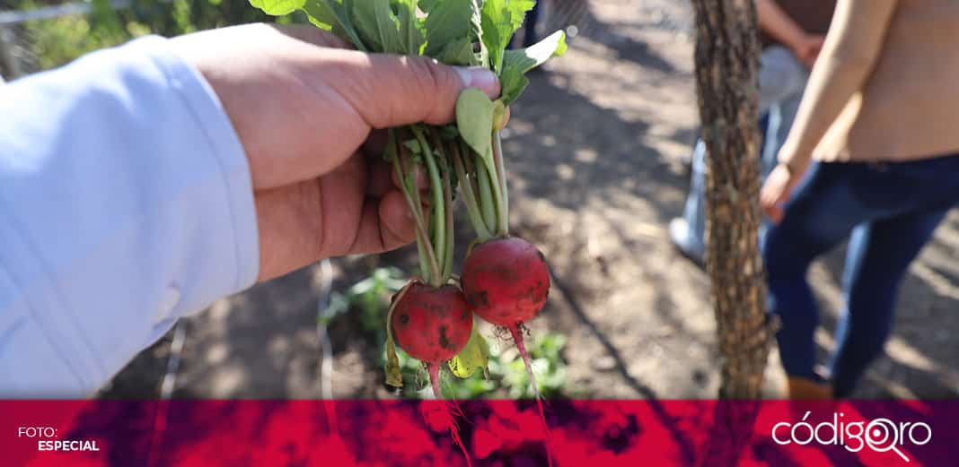 Huertos sustentables en Huimilpan, alternativa para mejorar la economía familiar
