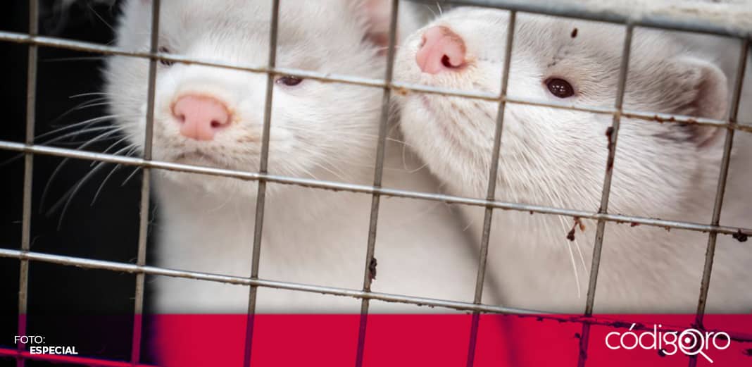 Rusia ensaya vacuna contra el Covid-19 para animales domésticos