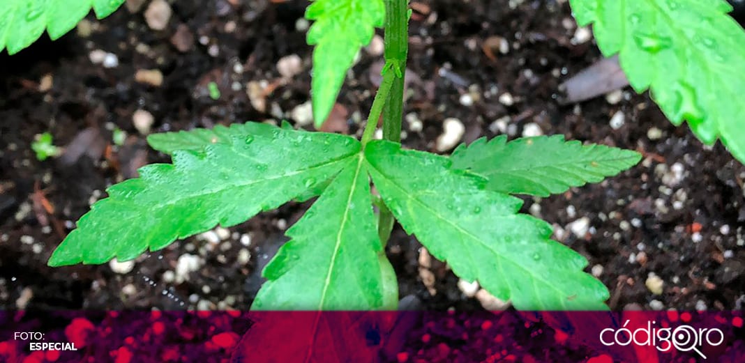 Luego de 3 años publican reglamento sobre el uso medicinal del cannabis en México