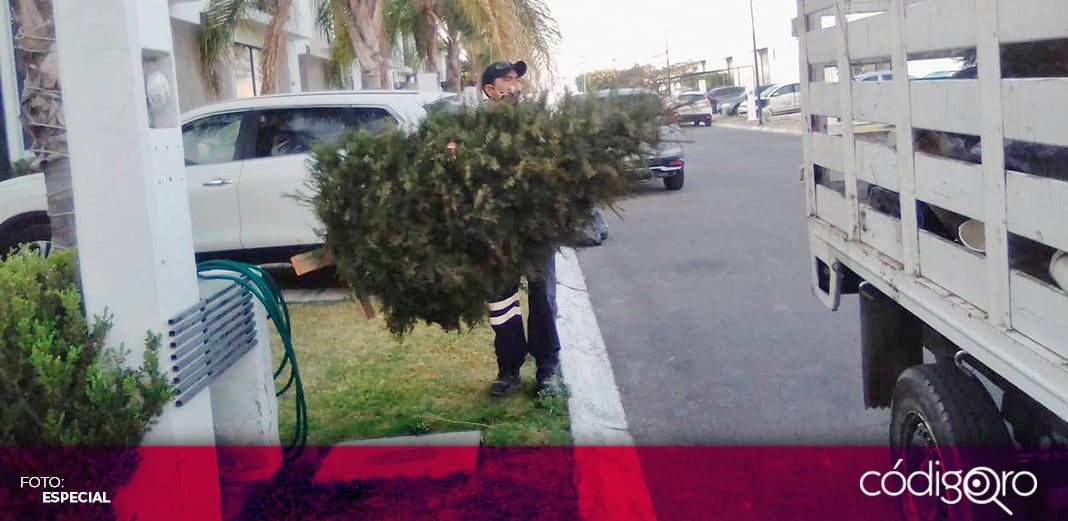 En Corregidora también arranca campaña de recolección de árboles de navidad