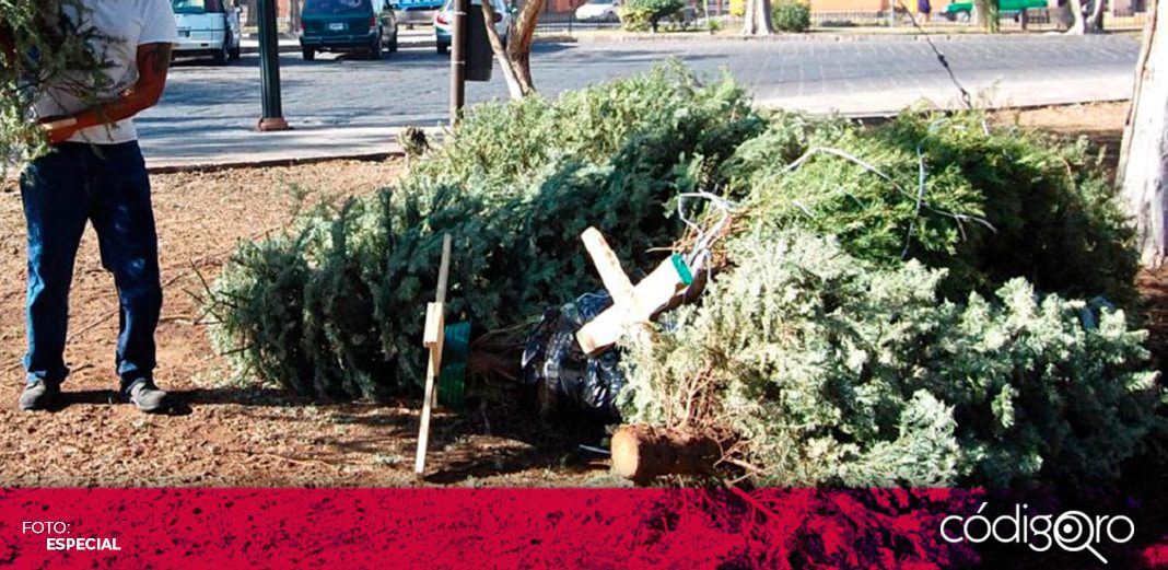 Inicia programa de recolección de árboles de navidad en El Marqués