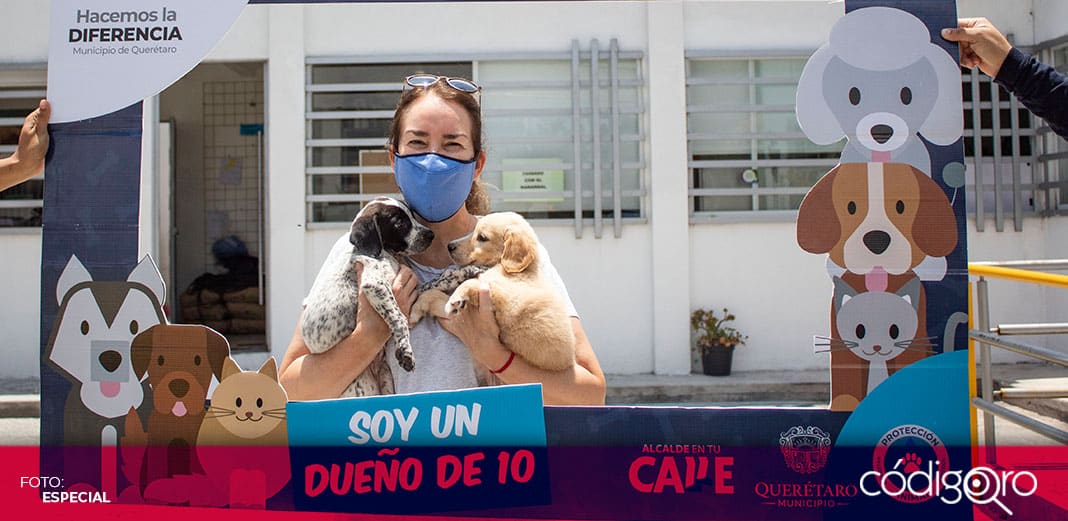Más de 700 perros y gatos han sido adoptados