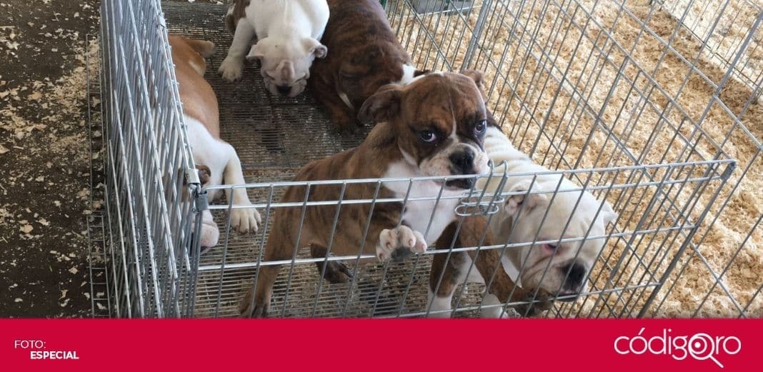 Realizarán primer foro virtual de bienestar animal