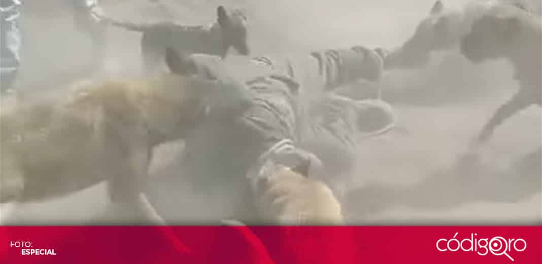 Perros atacan a persona por presunto robo de caballos