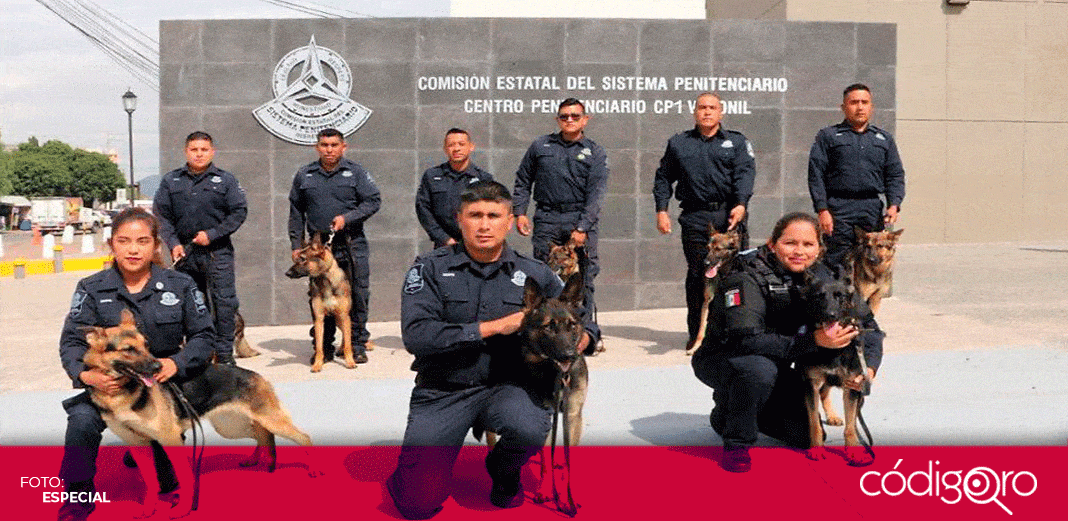 Refuerzan la seguridad del Sistema Penitenciario de Querétaro con la Unidad K-9
