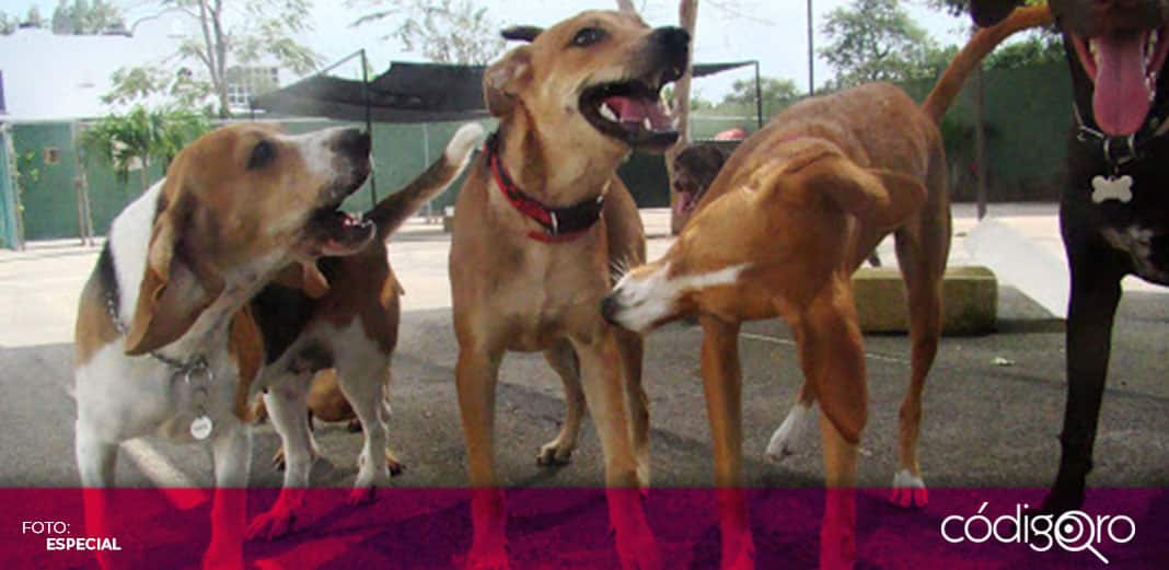 Operan de manera irregular estéticas y guarderías caninas